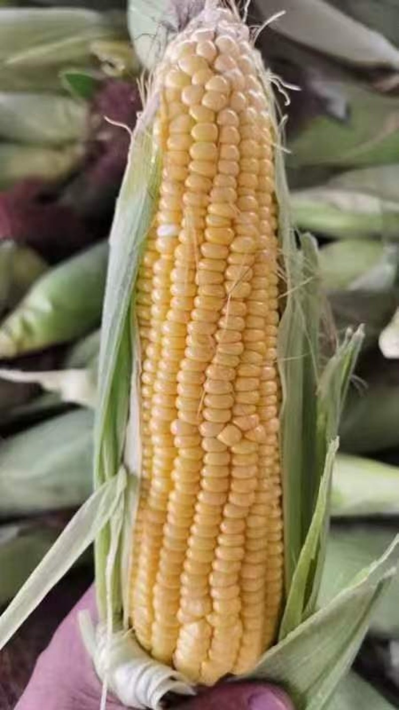 产地大量供应水果玉米香甜可口颗粒饱满黄玉米需要的老板请联系我
