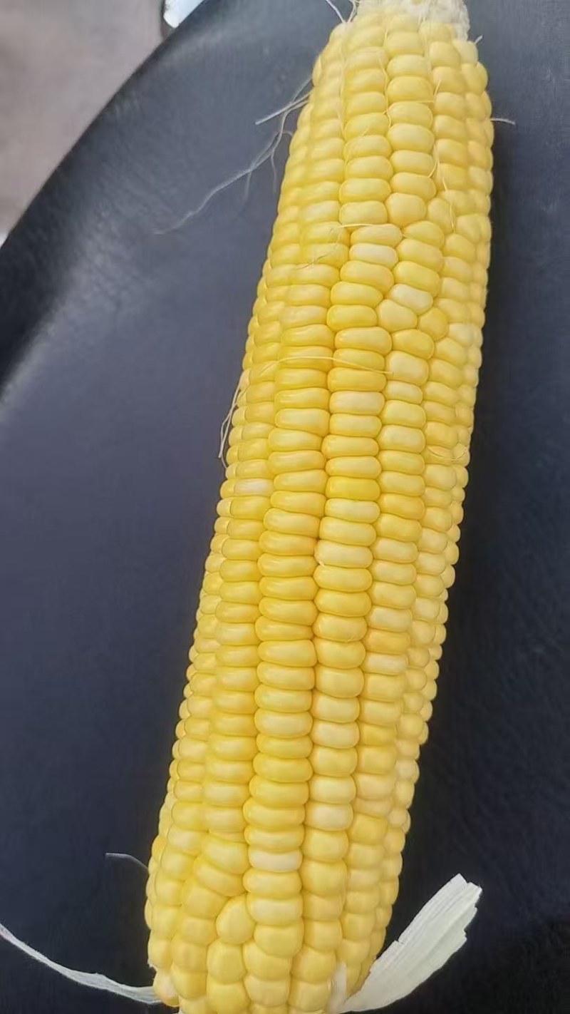 产地大量供应水果玉米香甜可口颗粒饱满黄玉米需要的老板请联系我