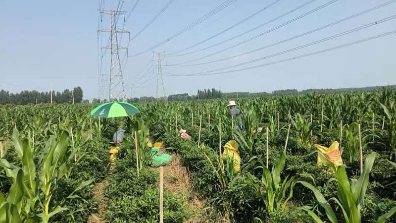 7号线椒开始上市了，品质好，价位优势