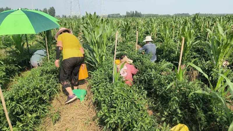 7号线椒开始上市了，品质好，价位优势
