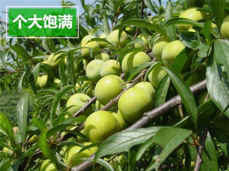 四川阿坝青皮脱核李子