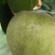 新鲜翠玉蜜梨！