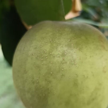 新鲜翠玉蜜梨！