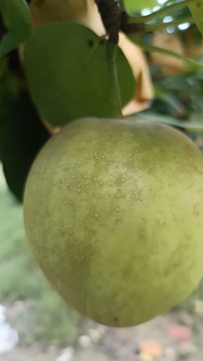 新鲜翠玉蜜梨！