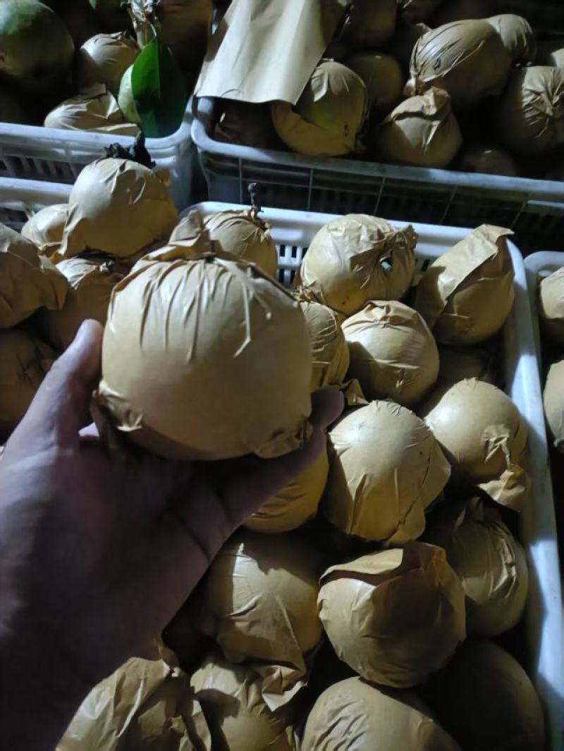 新鲜翠玉蜜梨！