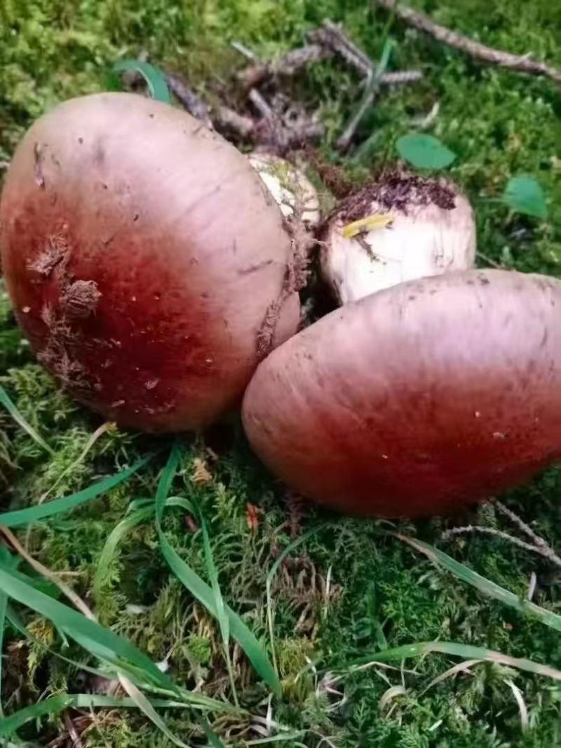 野生菌，松树菌
