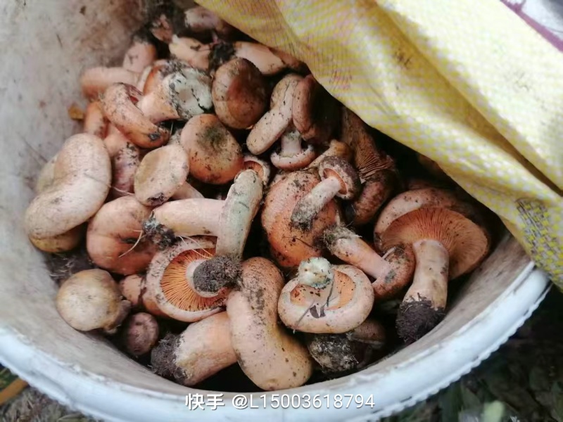 野生菌，松树菌