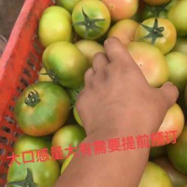 硬粉大口感柿子