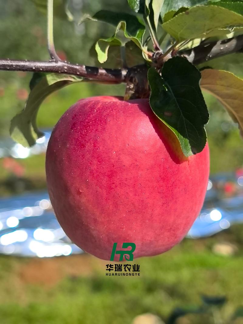 云南高原华硕苹果