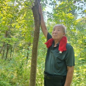 各种规格大叶女贞及果木树和竹子