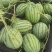 小吊瓜西瓜🍉
