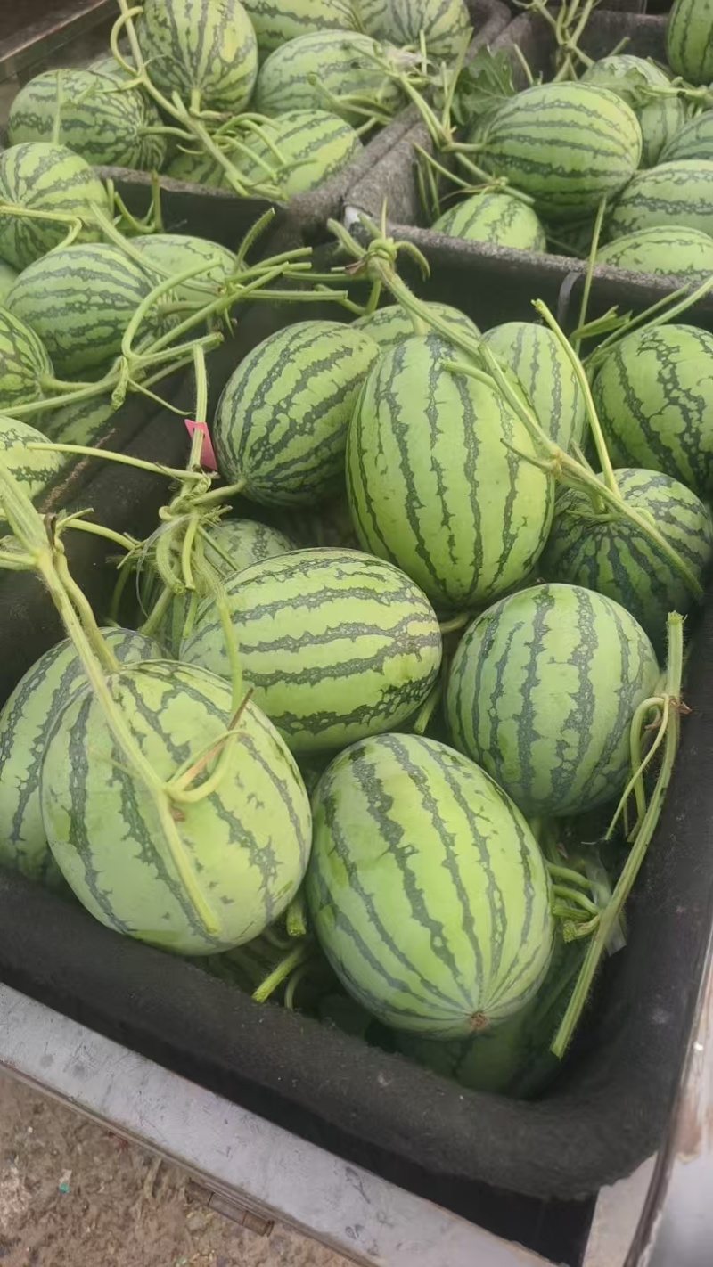 小吊瓜西瓜🍉