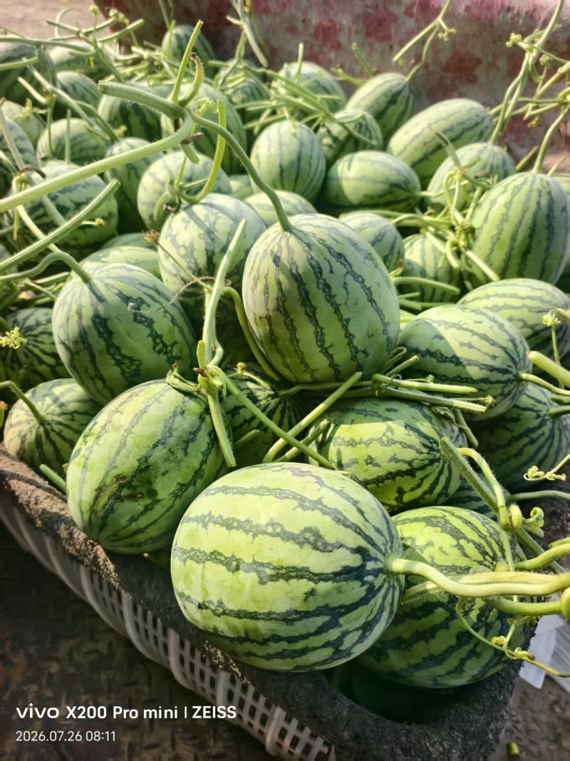 小吊瓜西瓜🍉