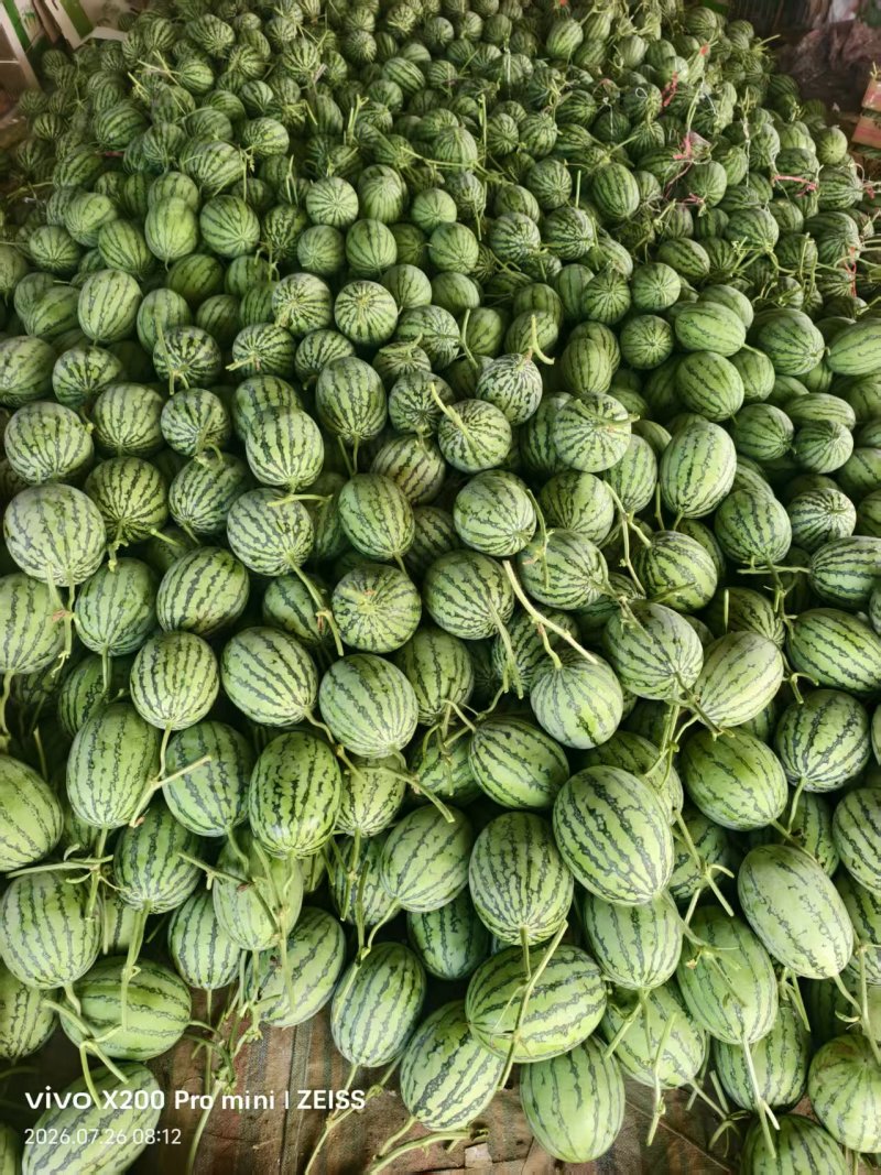 小吊瓜西瓜🍉