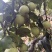 广西青皮山楂果水果山楂果南山山楂产地直销代办特产酸甜涩口
