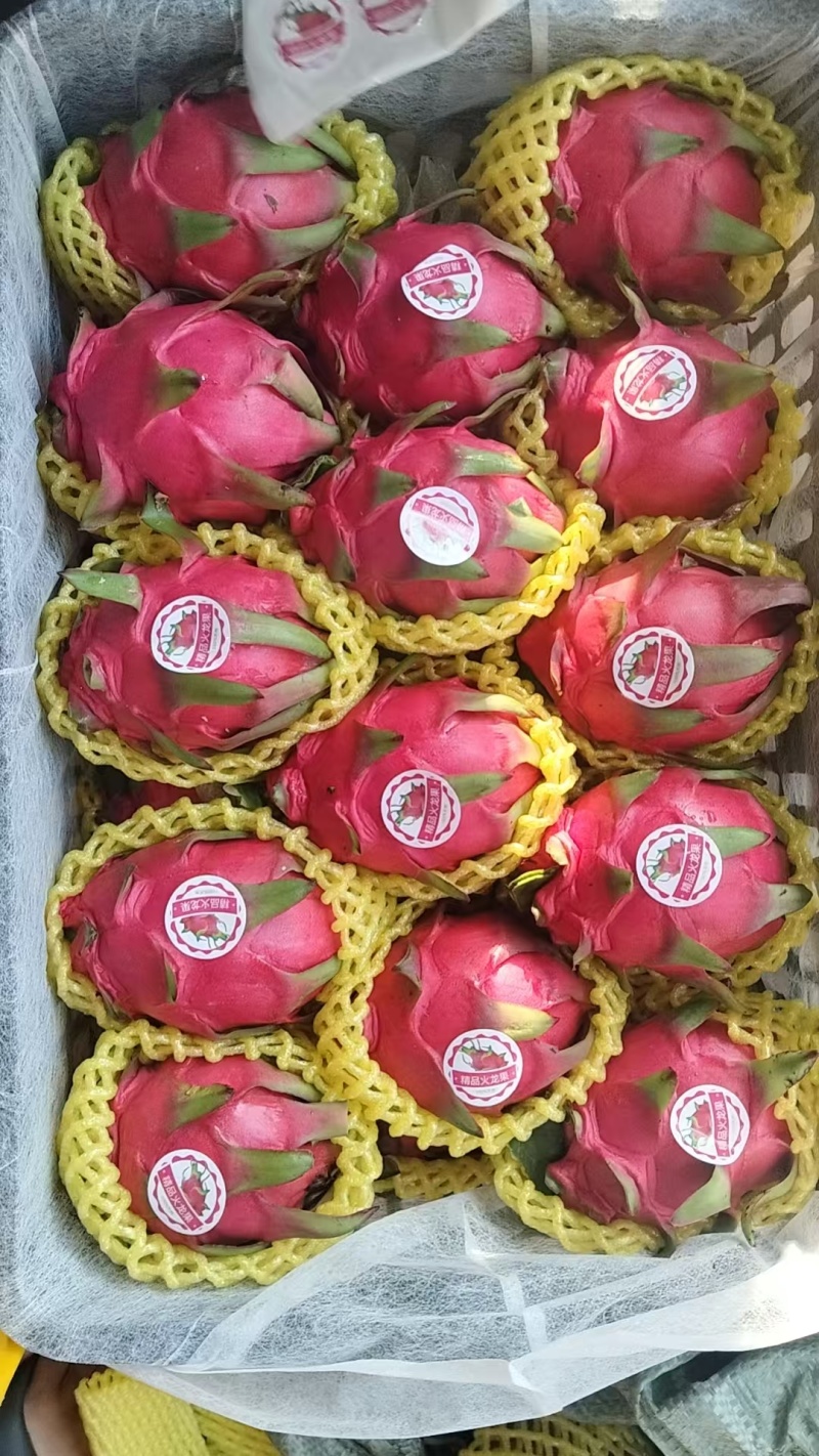 果红龙火龙果，30-40果