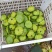 新鲜莲蓬、水果莲、花莲、草莲，自己种植量大新鲜