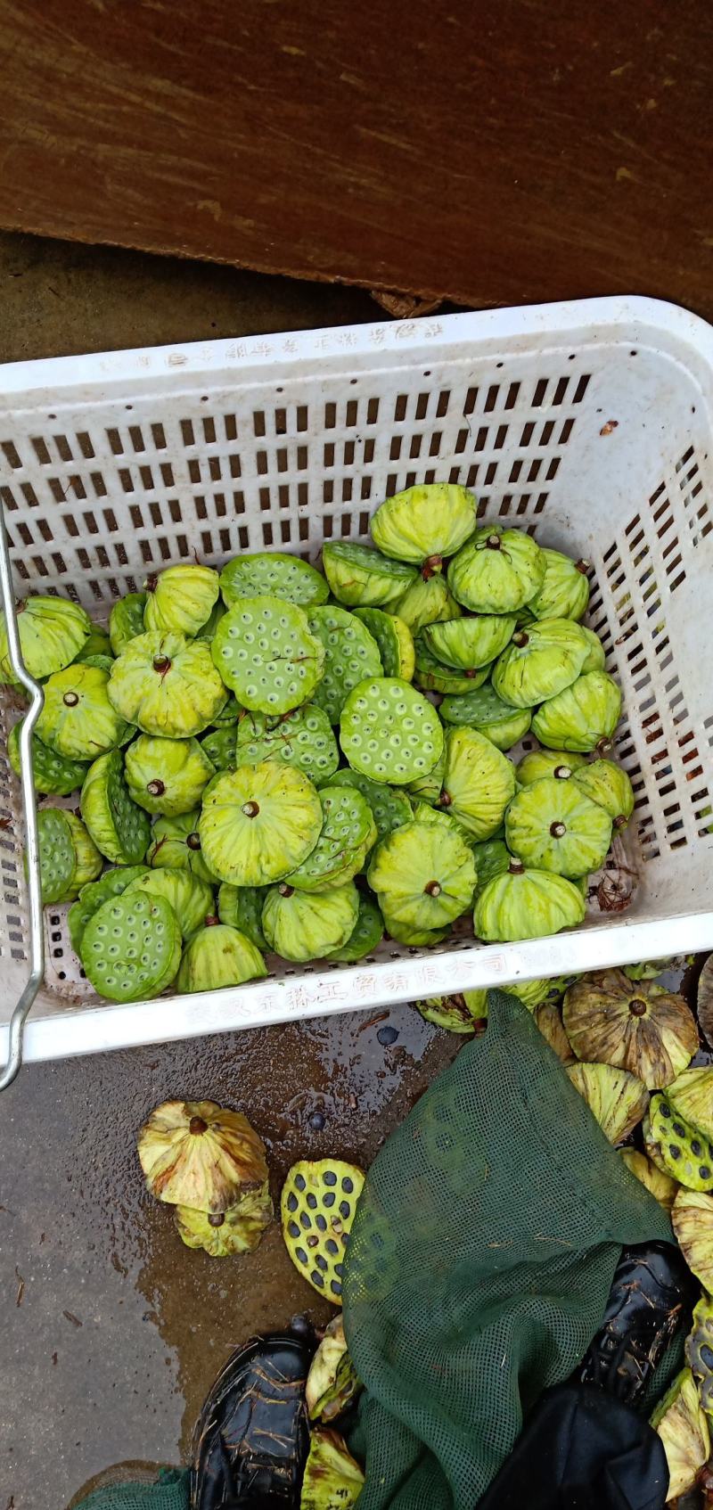 新鲜莲蓬、水果莲、花莲、草莲，自己种植量大新鲜