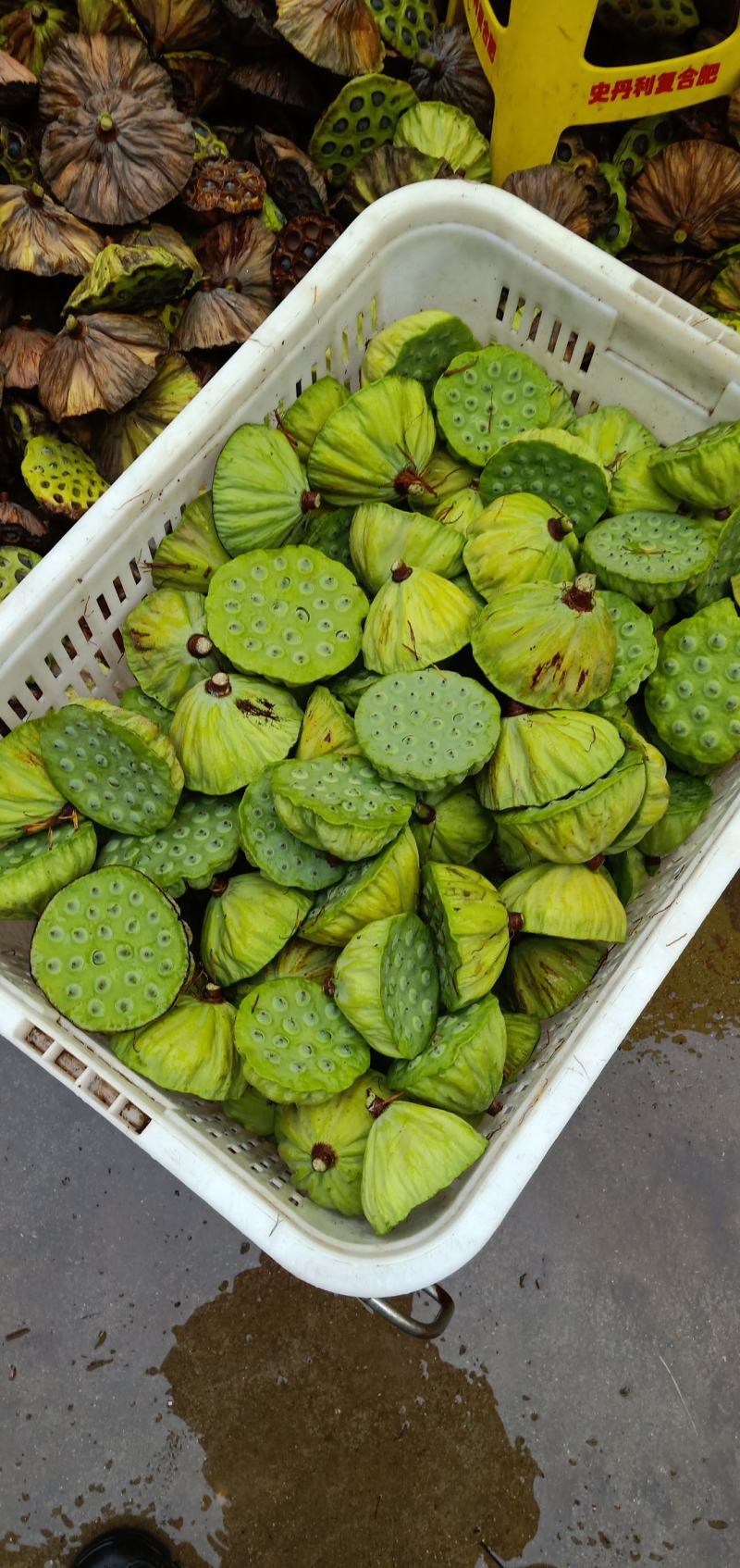 新鲜莲蓬、水果莲、花莲、草莲，自己种植量大新鲜