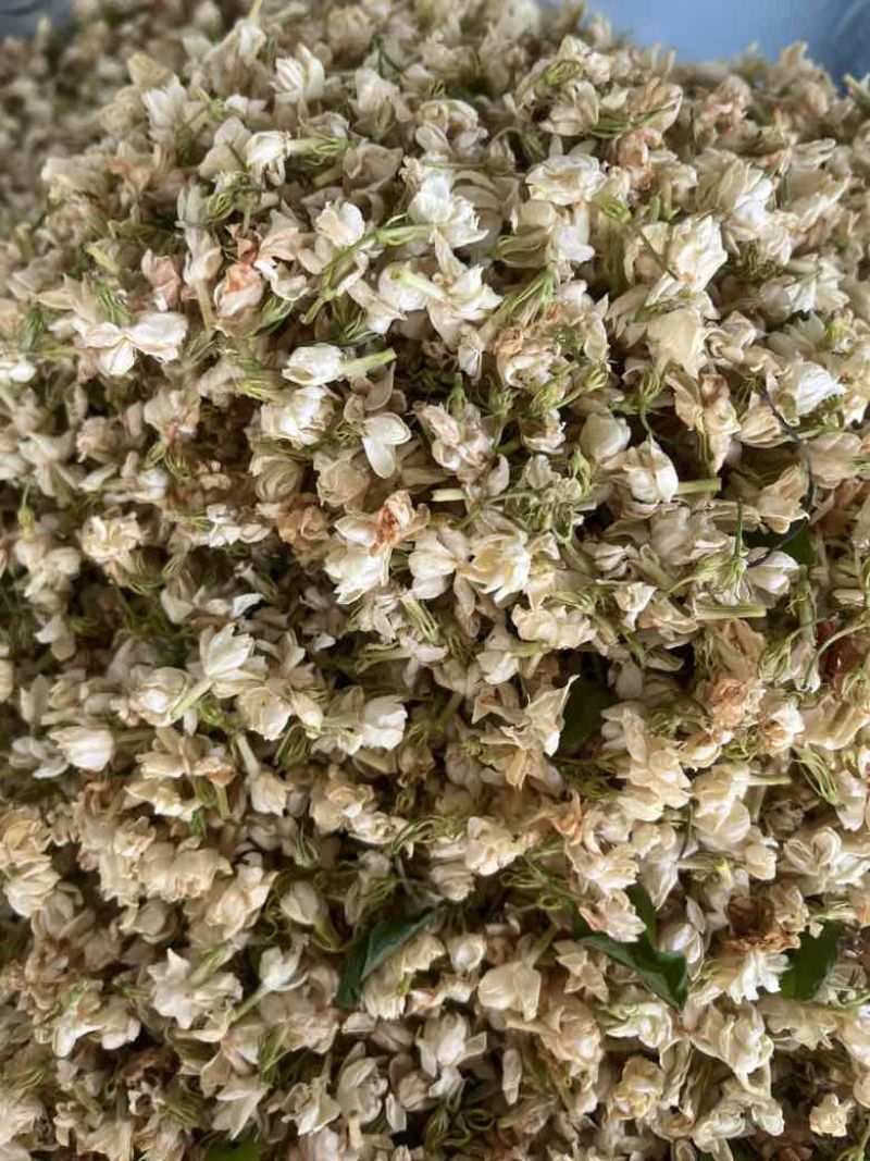 【茉莉花干】横县茉莉花源头产地，工厂直发