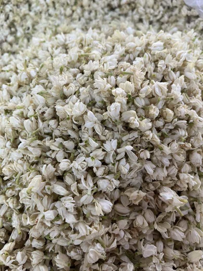 【茉莉花干】横县茉莉花源头产地，工厂直发