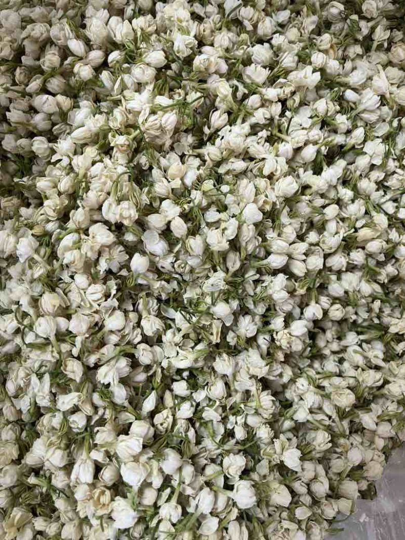 【茉莉花干】横县茉莉花源头产地，工厂直发