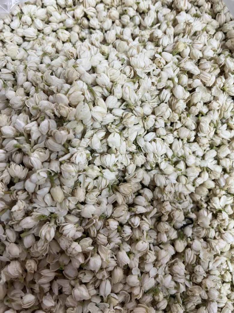 【茉莉花干】横县茉莉花源头产地，工厂直发