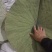 干荷叶20cm100