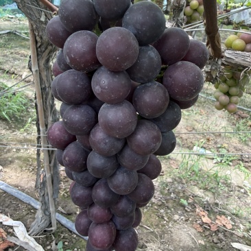 常州夏黑葡萄成熟啦，大量上市啦