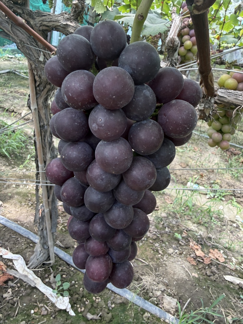 常州夏黑葡萄成熟啦，大量上市啦