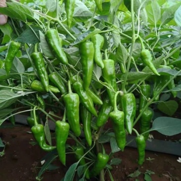 精品榴莲泰国榴莲大量供应保质保量可视频