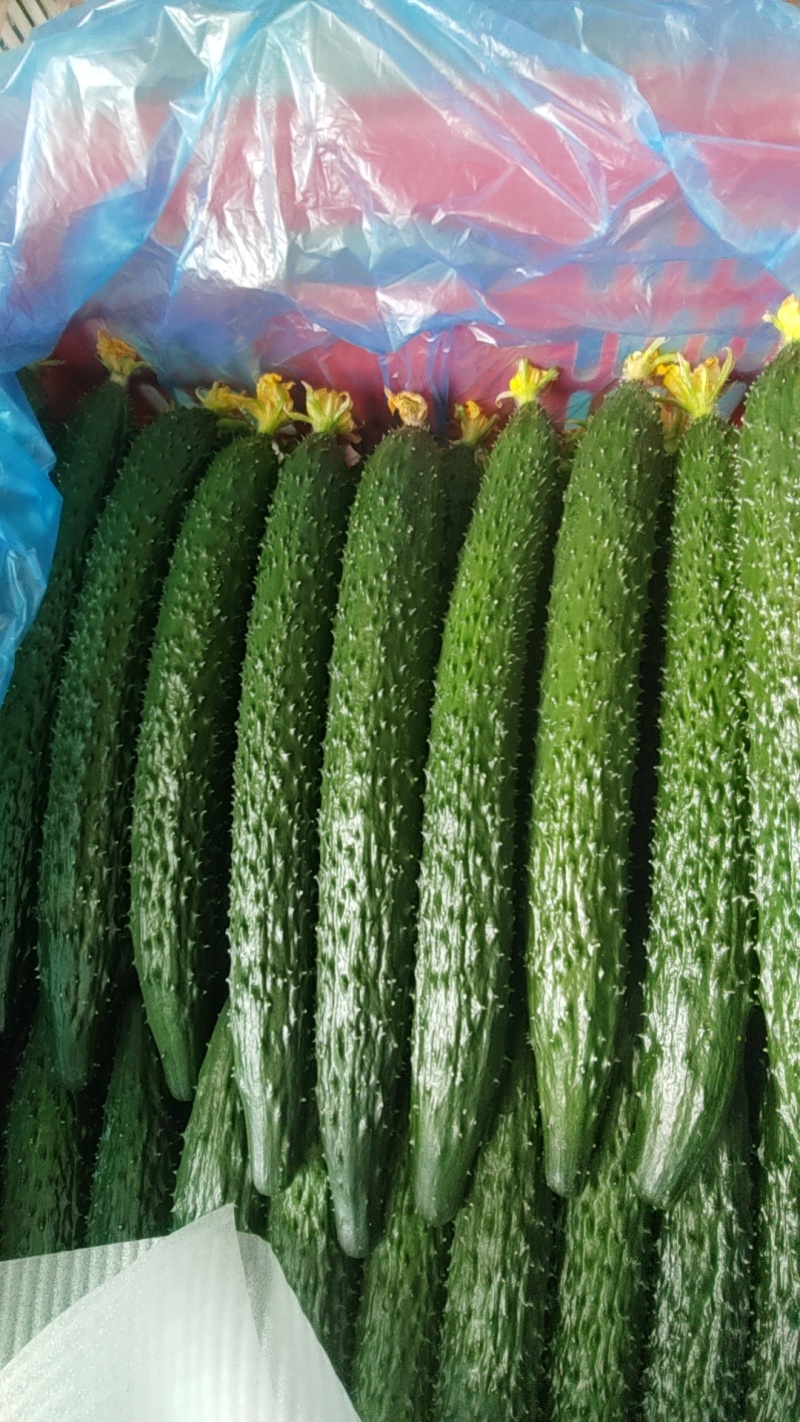 黑密刺黄瓜
