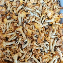 云南本地野生鸡油菌。朵朵新鲜