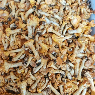 云南本地野生鸡油菌。朵朵新鲜