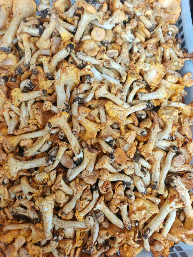 云南本地野生鸡油菌。朵朵新鲜