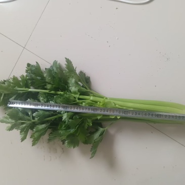 芹菜