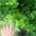 芹菜