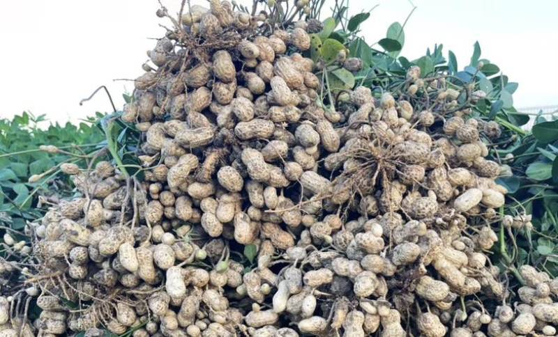 精品过筛鲜花生大量有货供应几百亩地一手货源保质保量