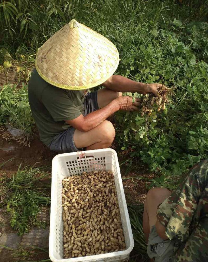 精品过筛鲜花生大量有货供应几百亩地一手货源保质保量