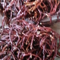 人工种植的鹿茸菌（鹿角灵芝400公斤）