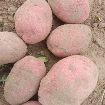 精品红皮土豆大量现货