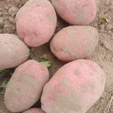 精品红皮土豆大量现货