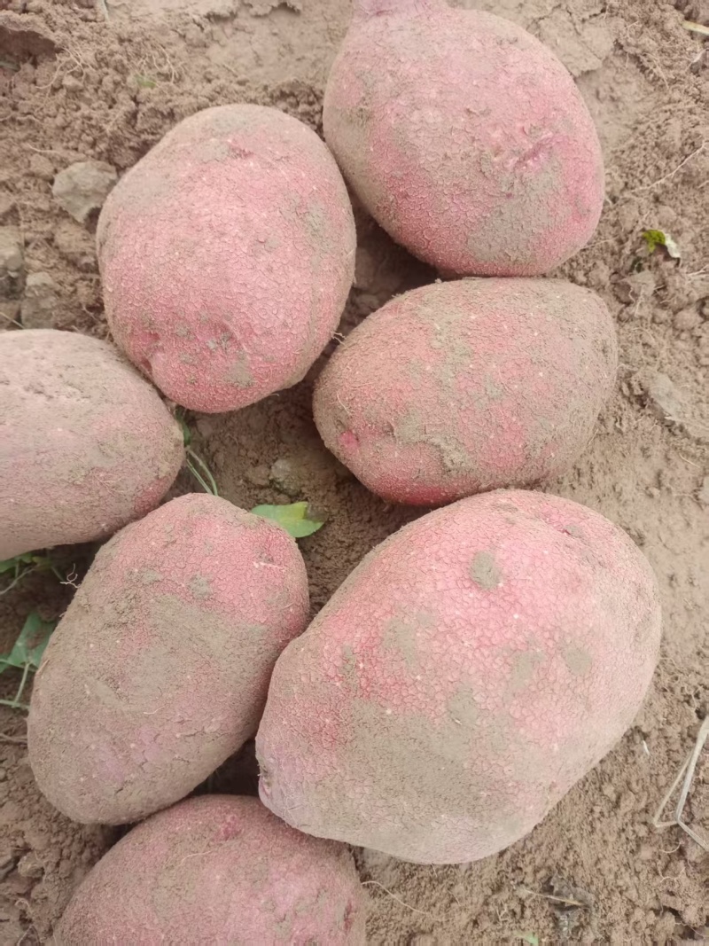 精品红皮土豆大量现货