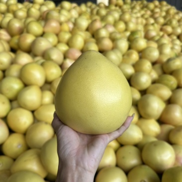 广西三红蜜即将上市
