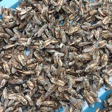 干品东北黑龙江野生牛氓虫