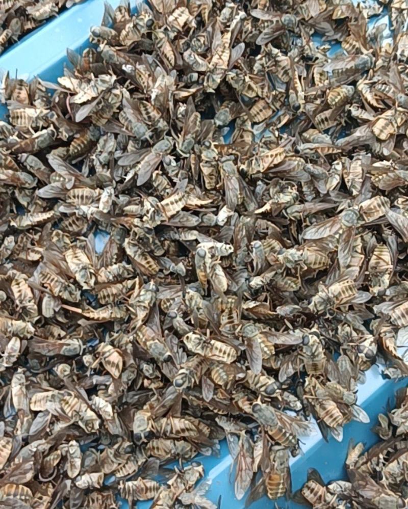干品东北黑龙江野生牛氓虫