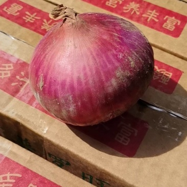 聊城二红洋葱