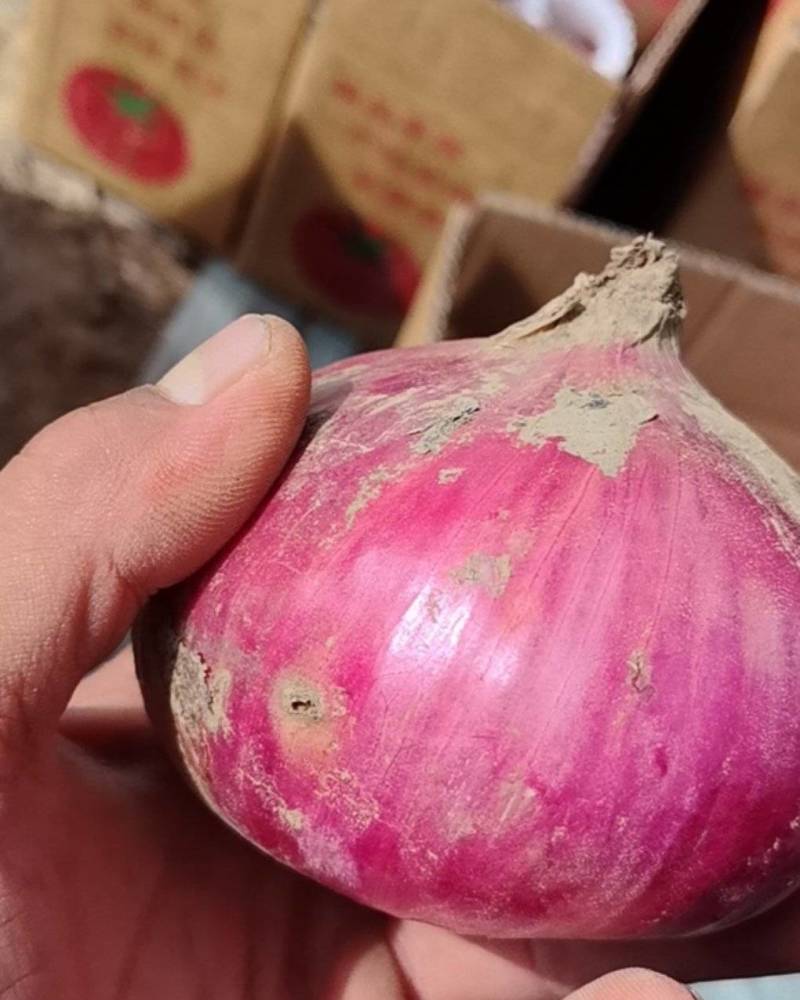 聊城二红洋葱