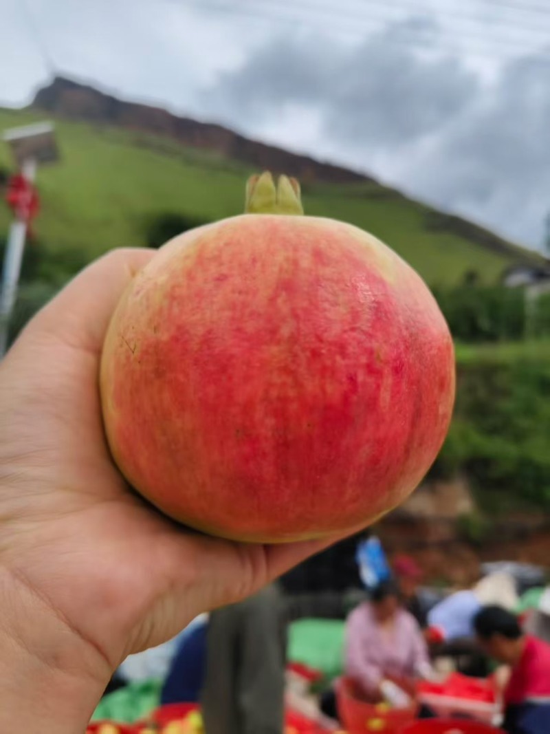 突尼斯软子石榴