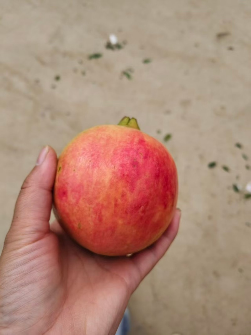 突尼斯软子石榴